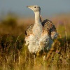 Drop velky - Otis tarda - Great Bustard 4419